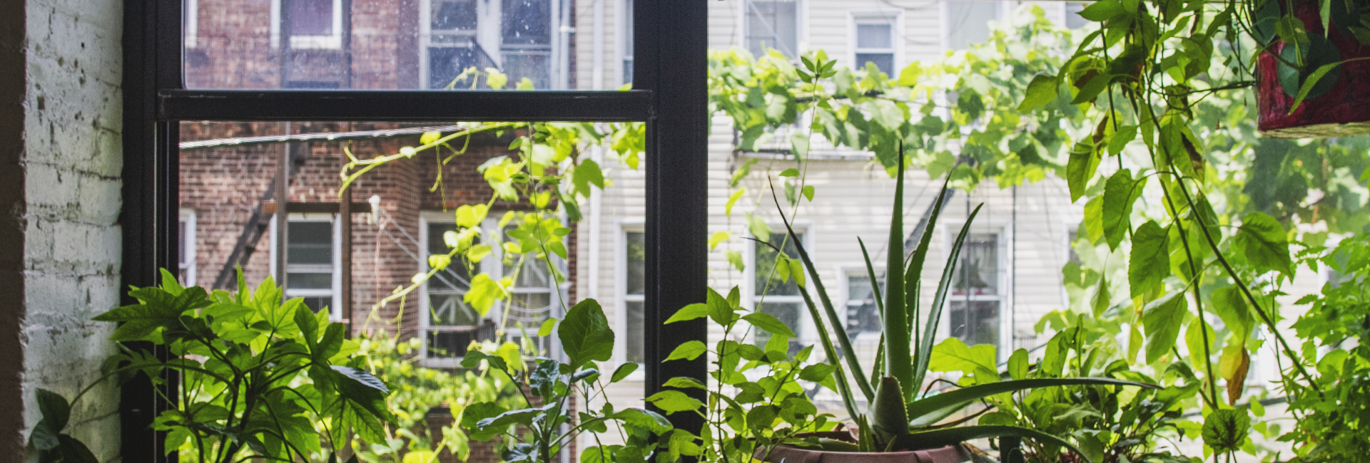 Looking out the window 1920X650